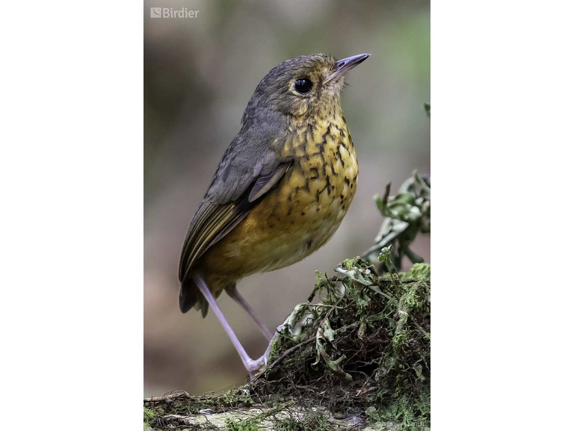 Cryptopezus nattereri