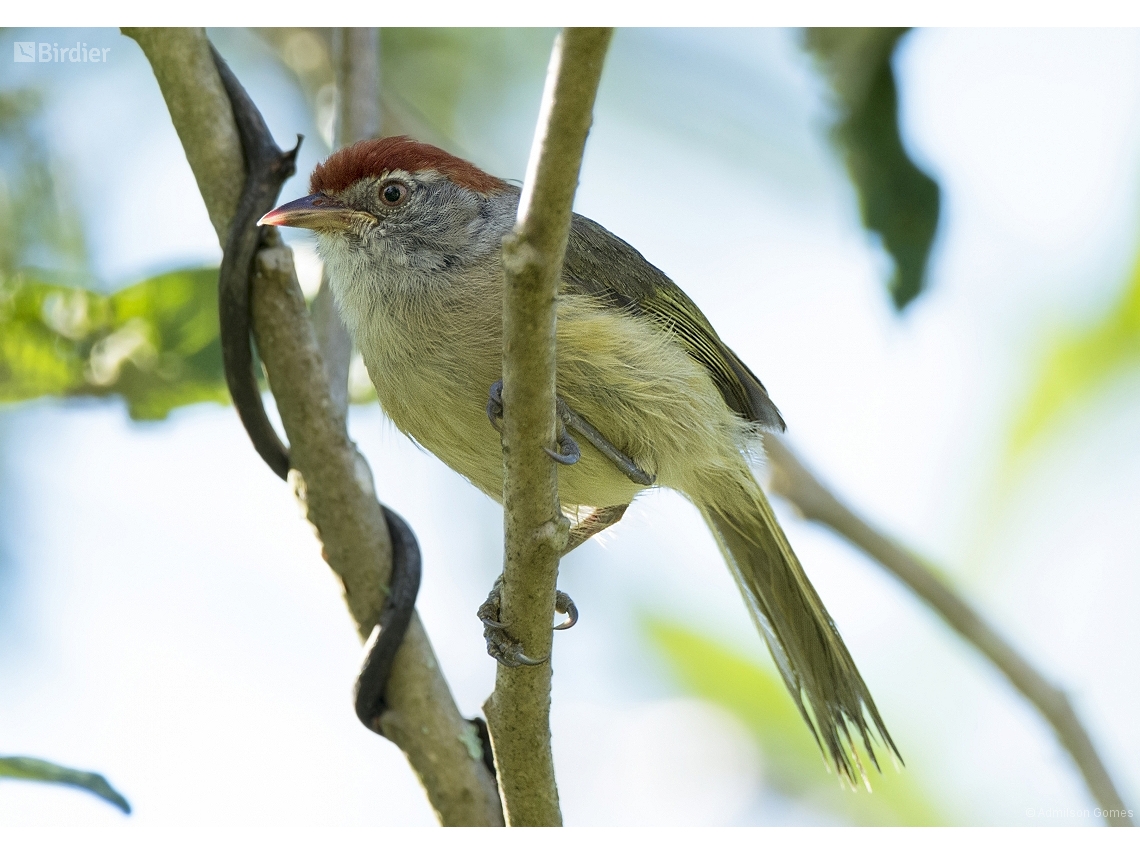 Hylophilus amaurocephalus