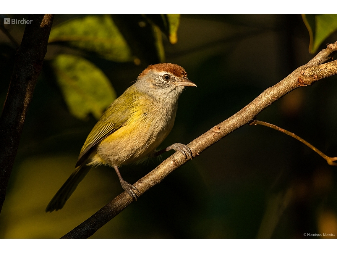 Hylophilus amaurocephalus