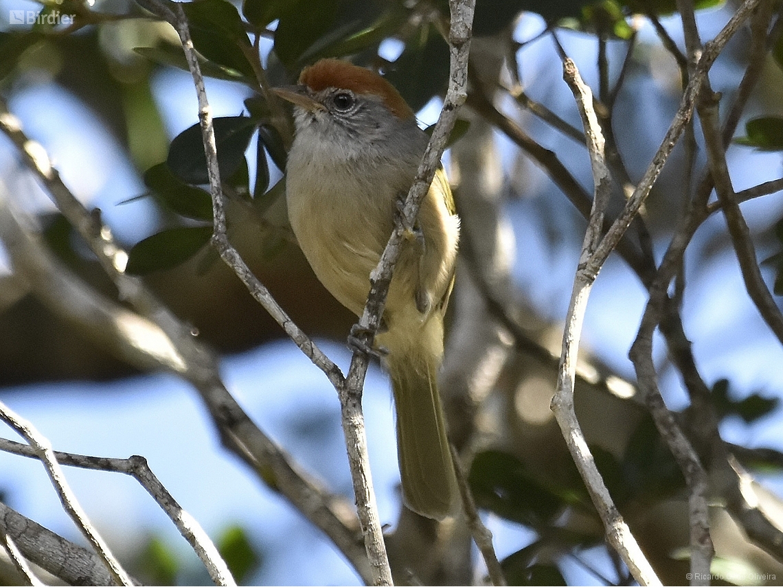 Hylophilus amaurocephalus