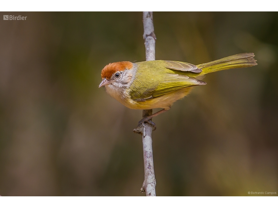 Hylophilus amaurocephalus