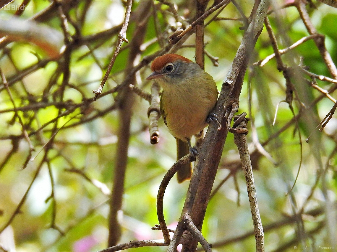 Hylophilus amaurocephalus