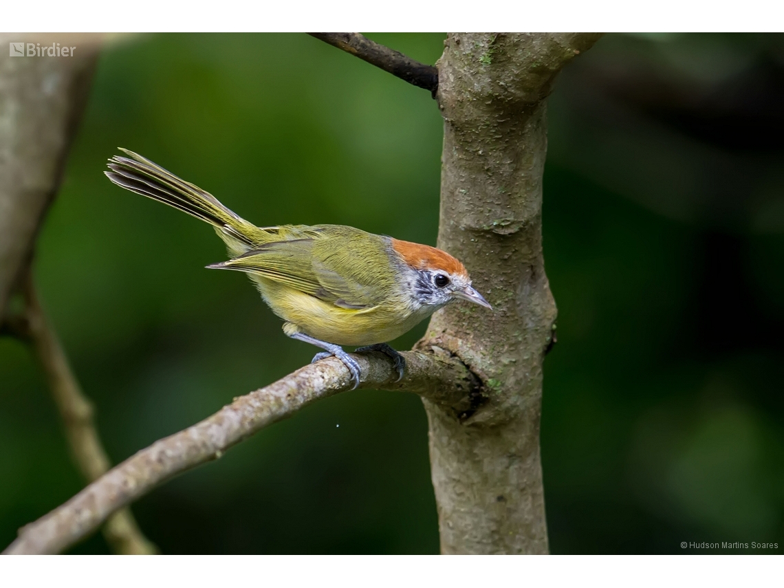 Hylophilus poicilotis