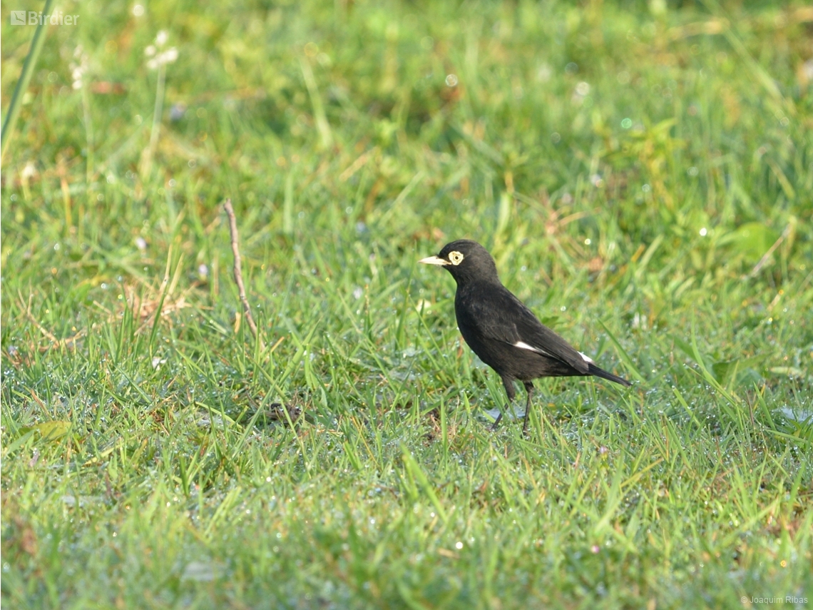 Hymenops perspicillatus