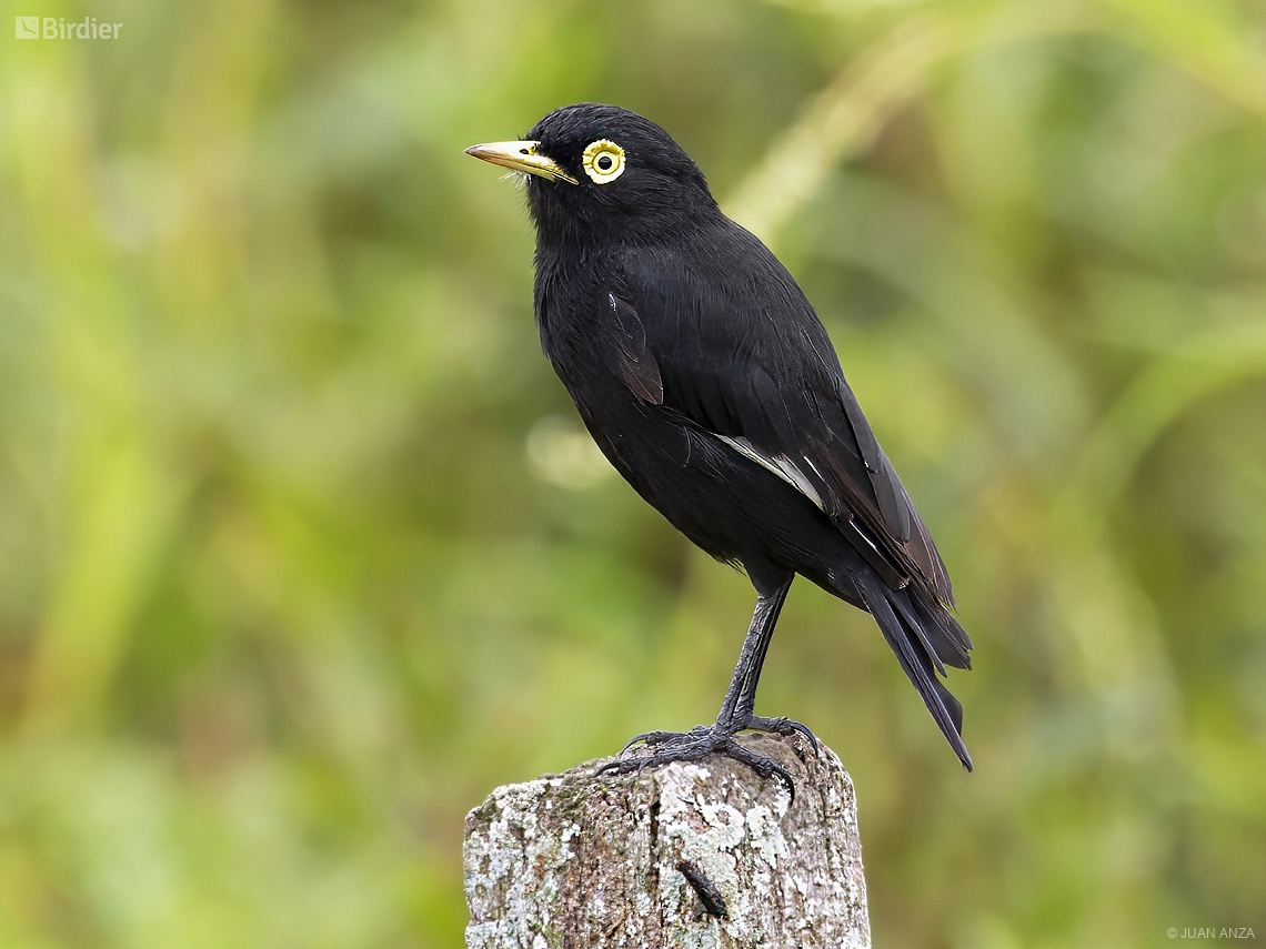 Hymenops perspicillatus