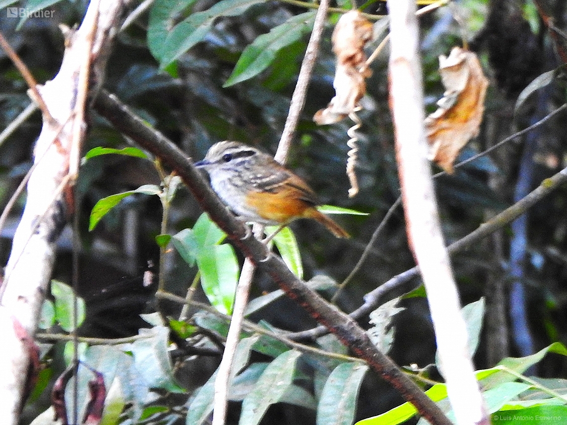 Hypocnemis peruviana