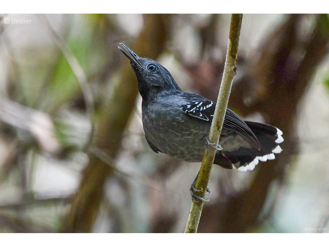 Hypocnemoides maculicauda