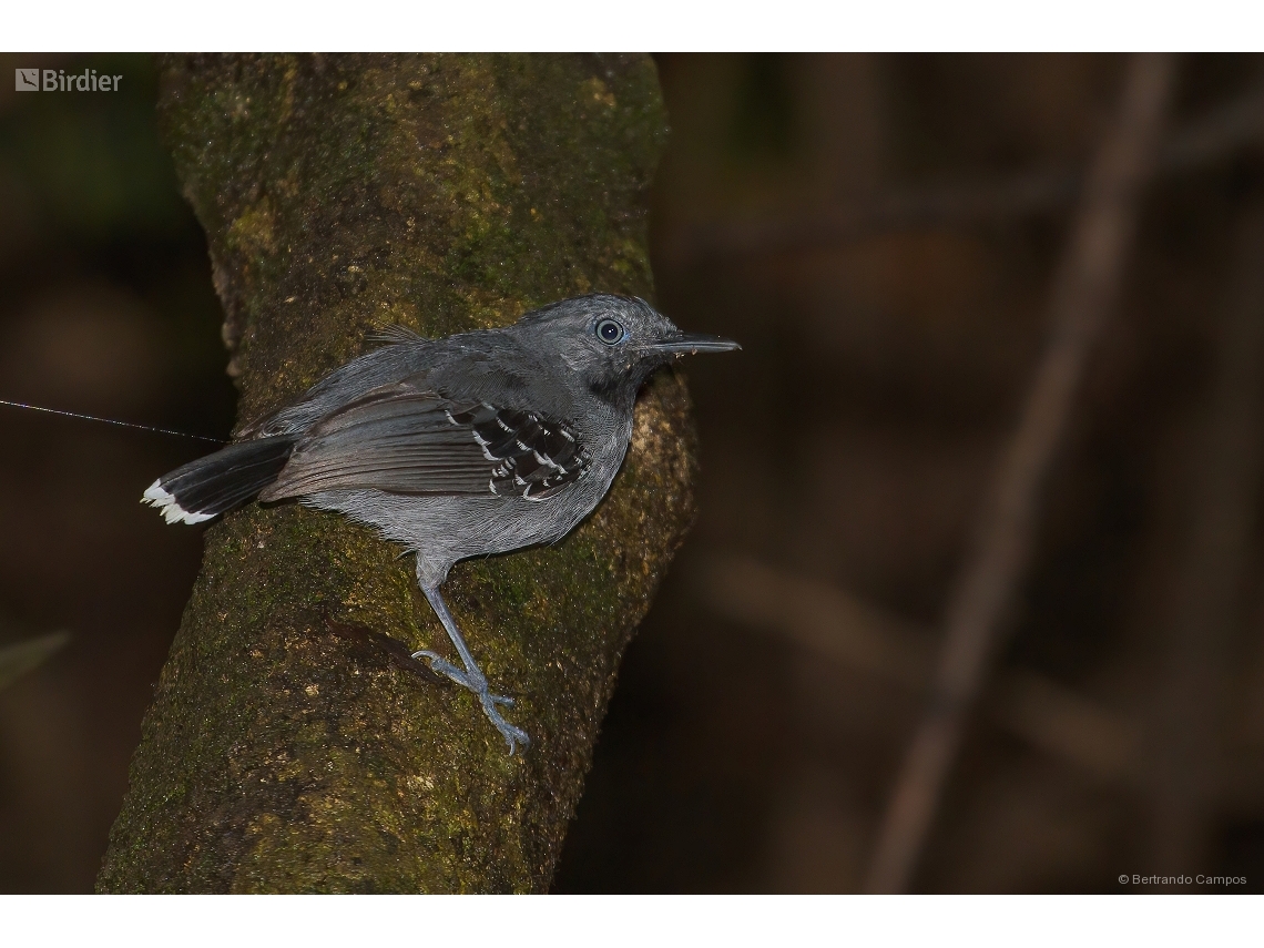 Hypocnemoides maculicauda