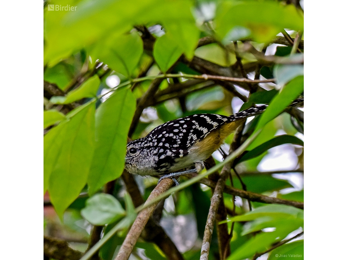 Hypoedaleus guttatus