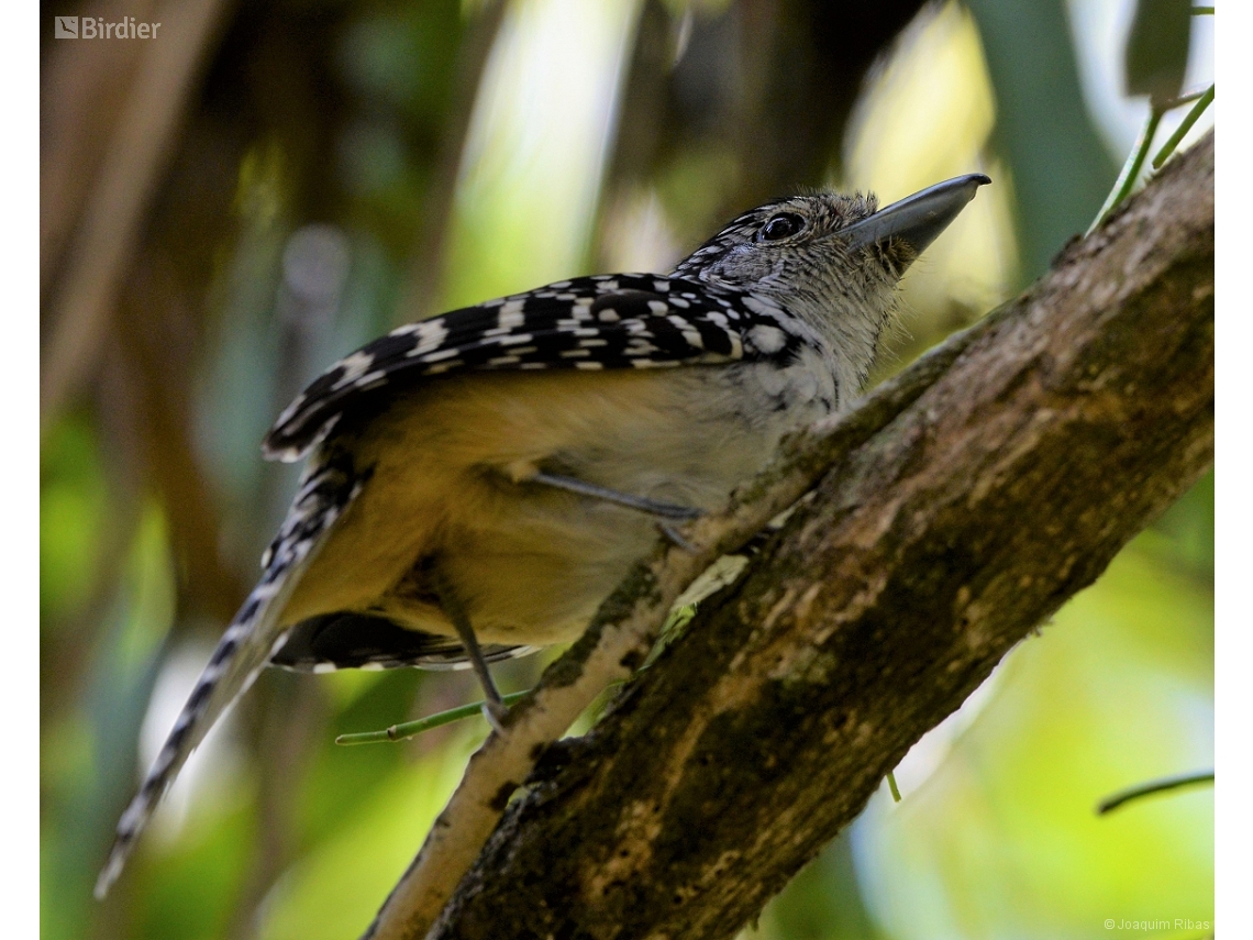 Hypoedaleus guttatus