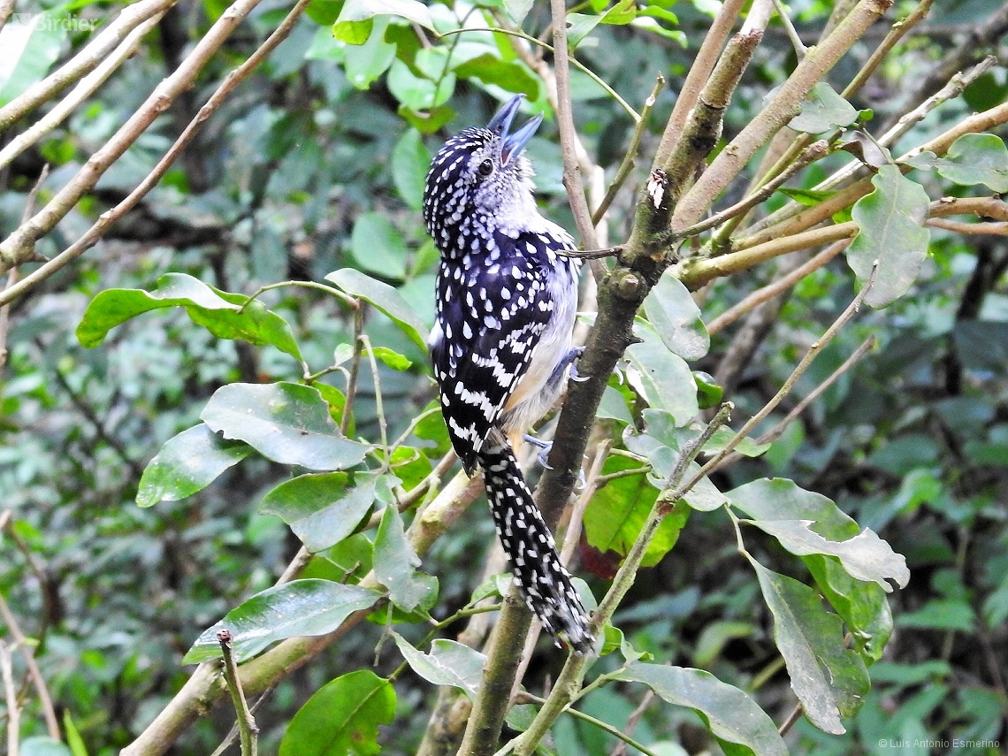 Hypoedaleus guttatus