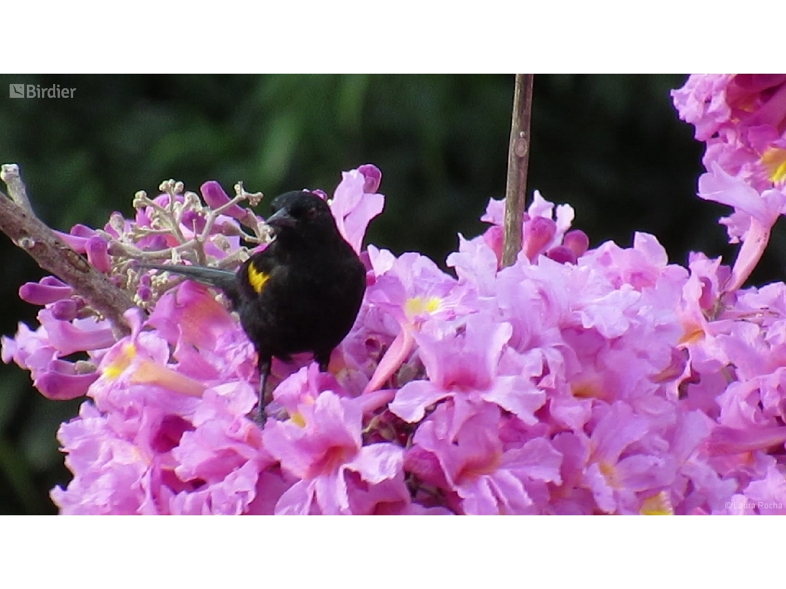 Icterus pyrrhopterus