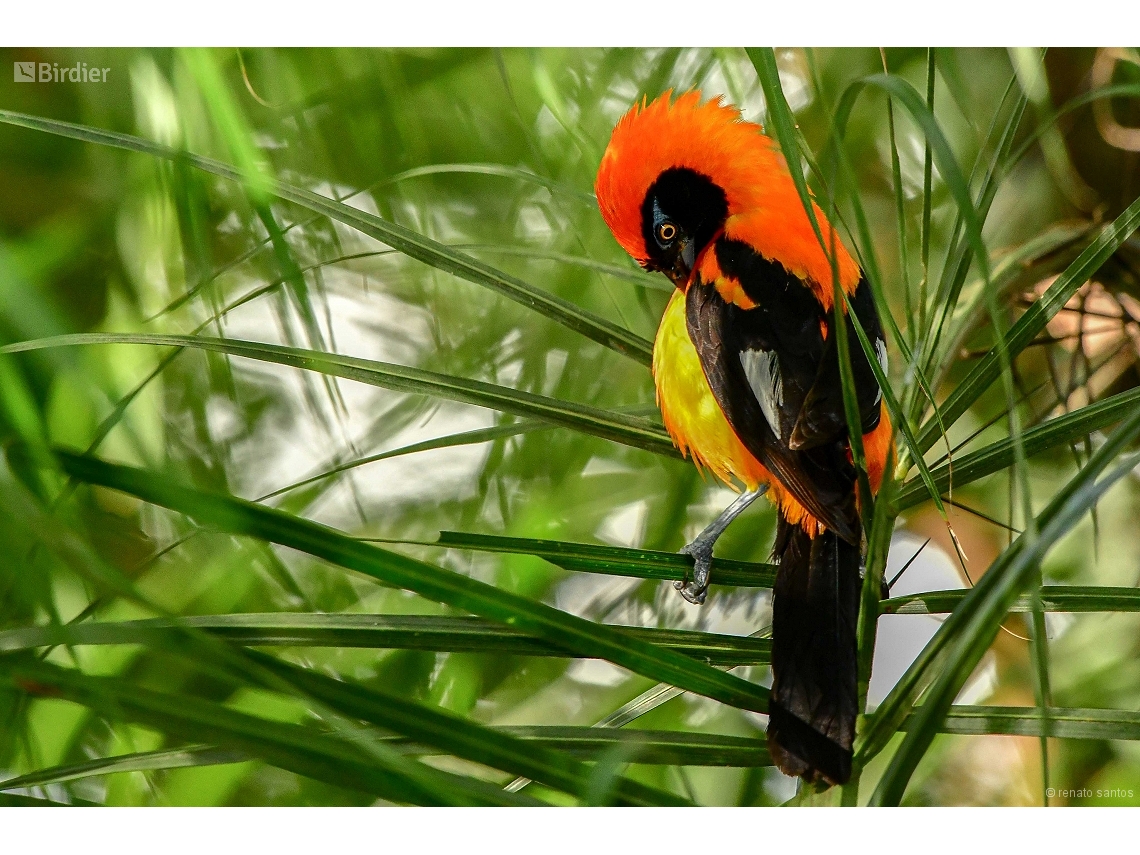 Icterus croconotus