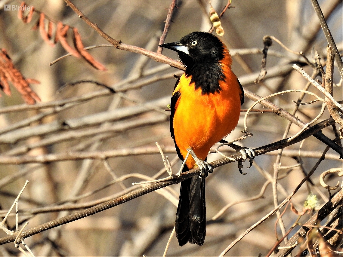 Icterus jamacaii