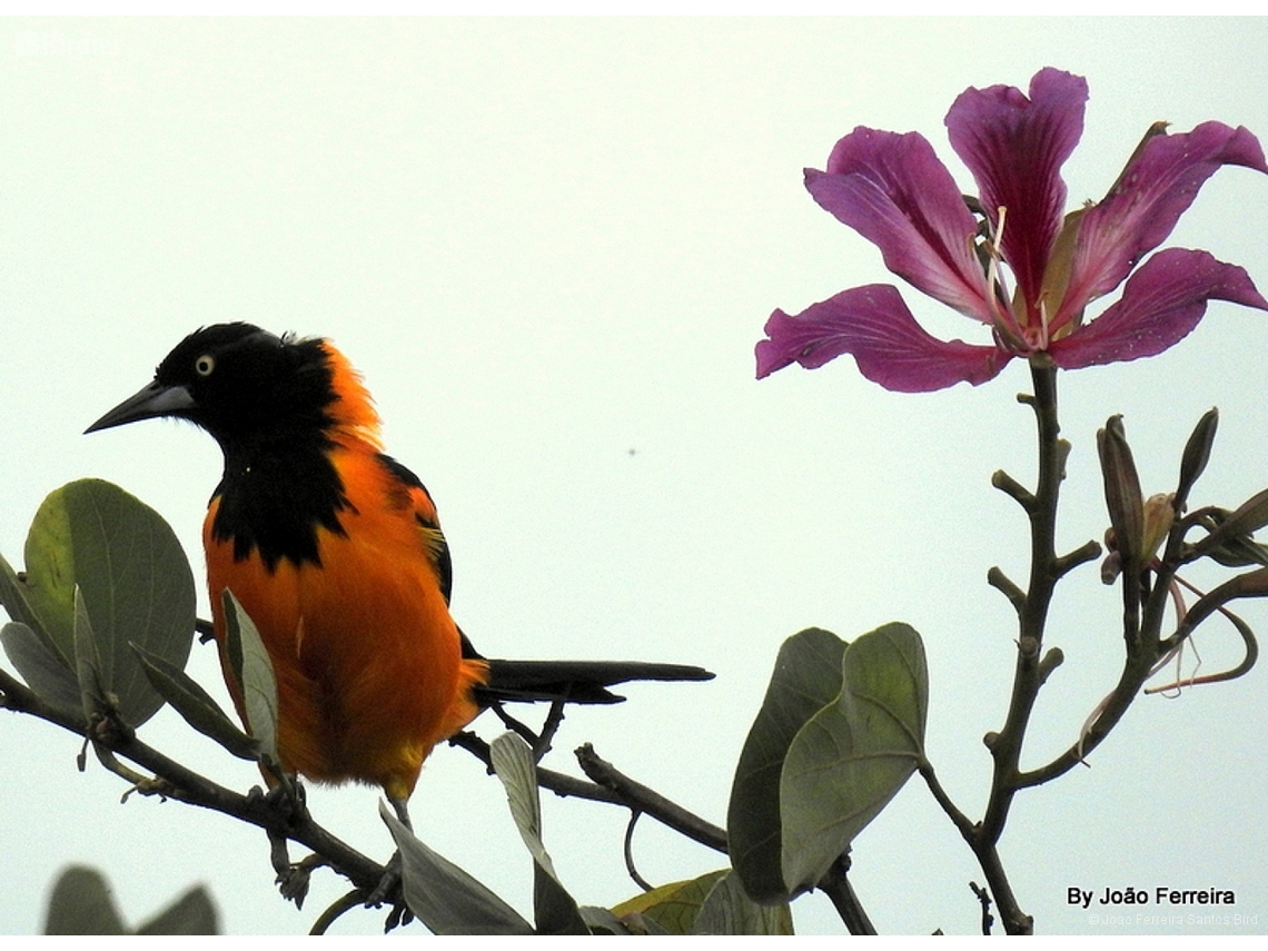 Icterus jamacaii