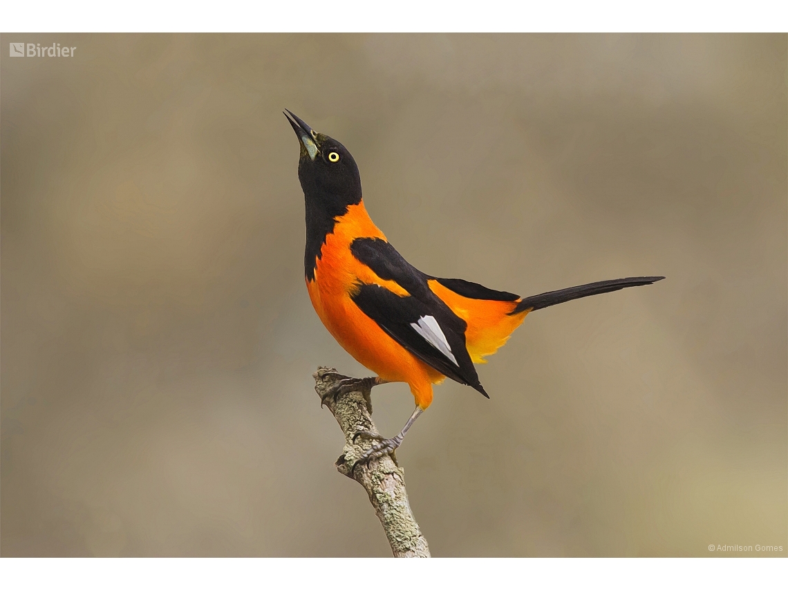 Icterus jamacaii