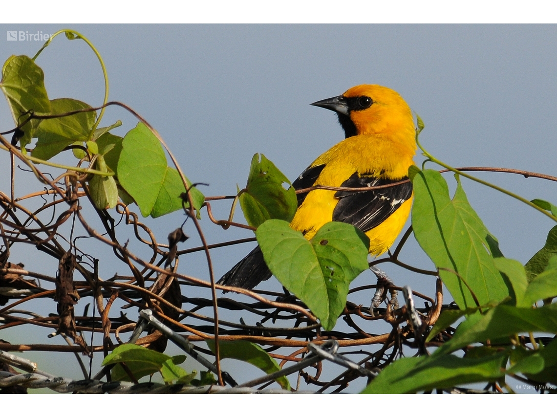 Icterus nigrogularis