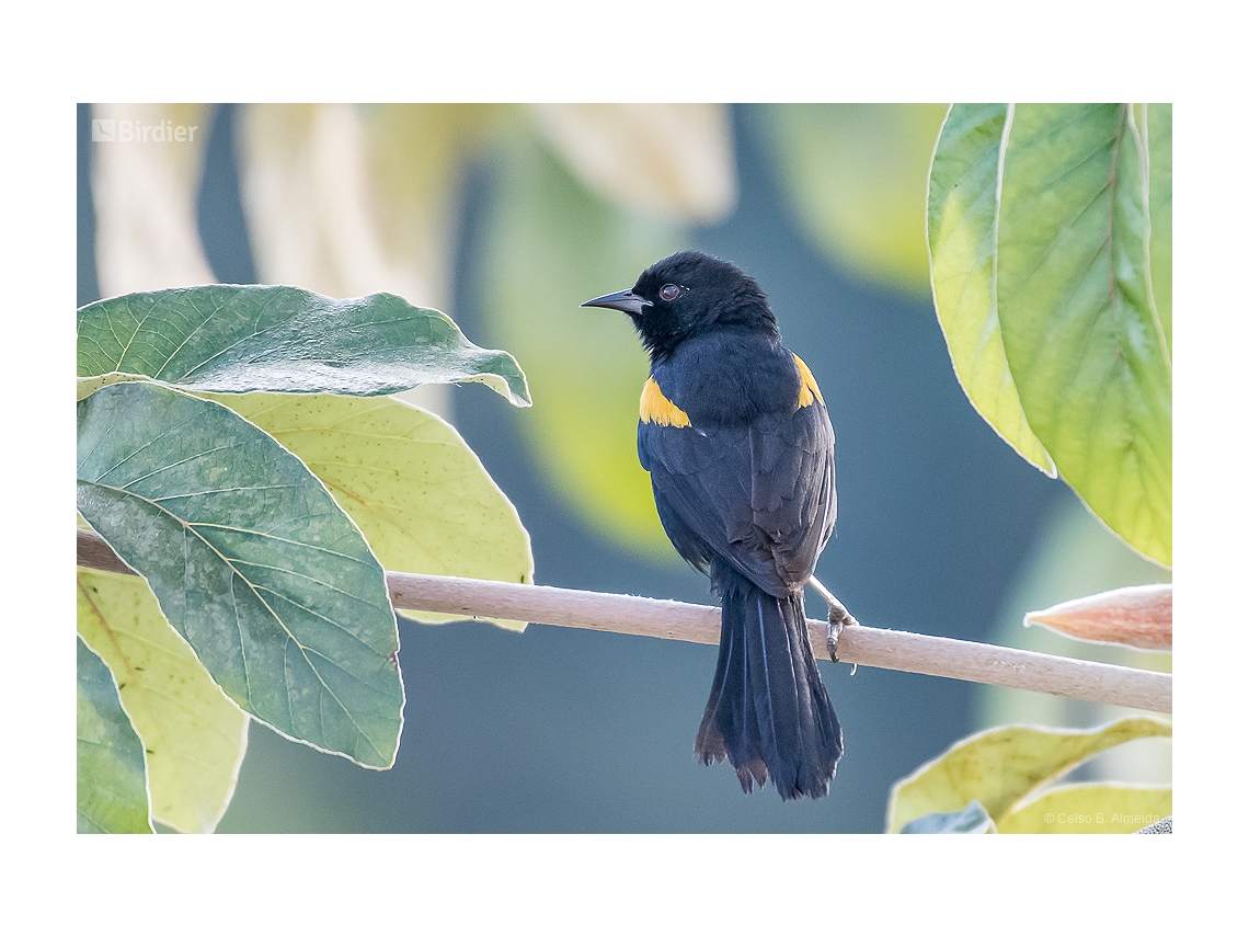 Icterus pyrrhopterus