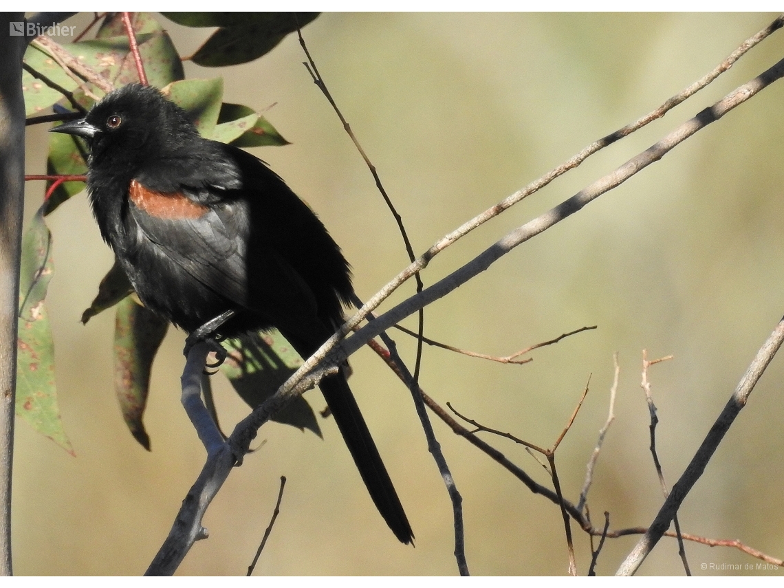 Icterus pyrrhopterus