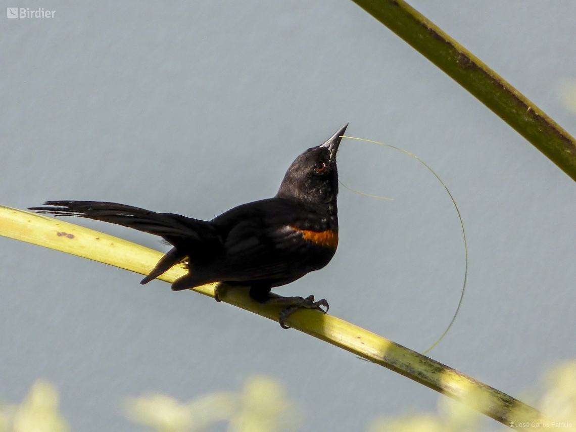 Icterus pyrrhopterus