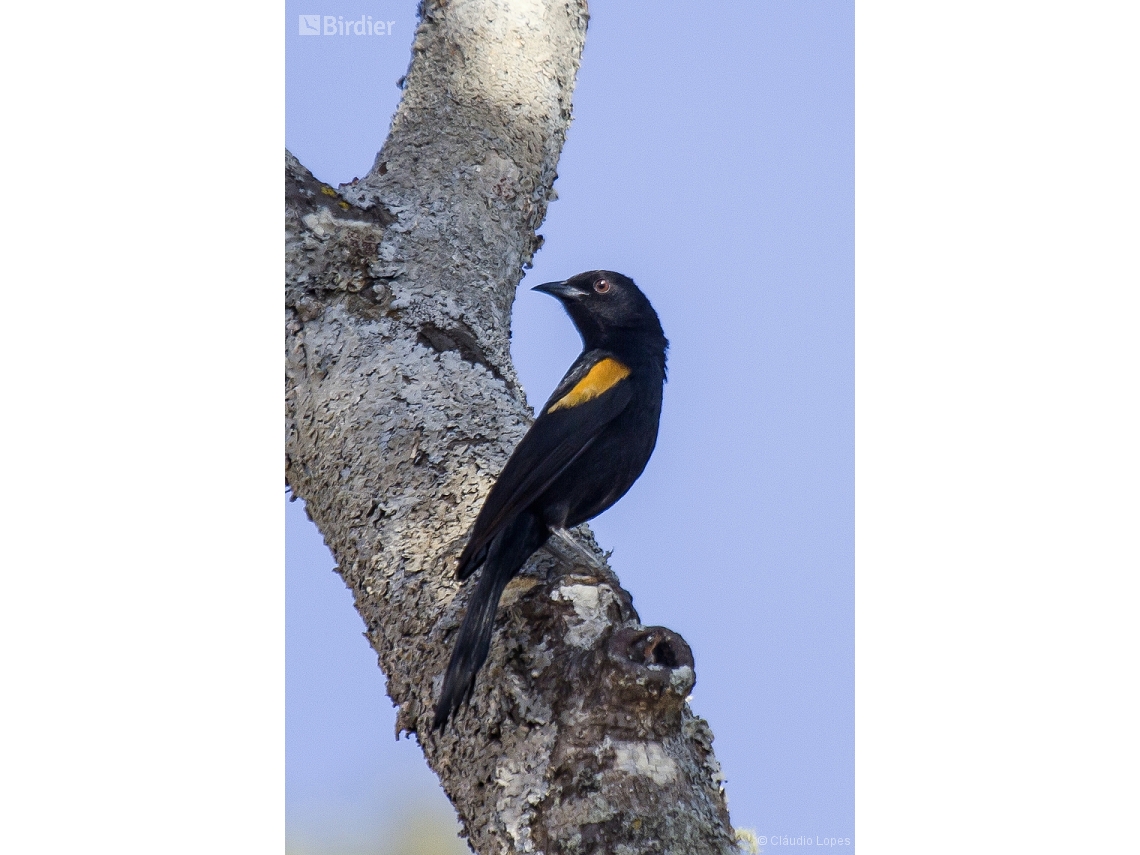 Icterus pyrrhopterus