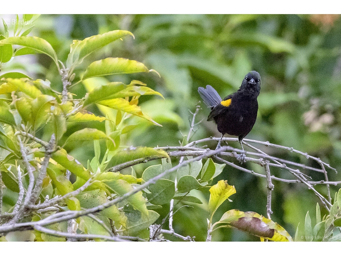 Icterus pyrrhopterus