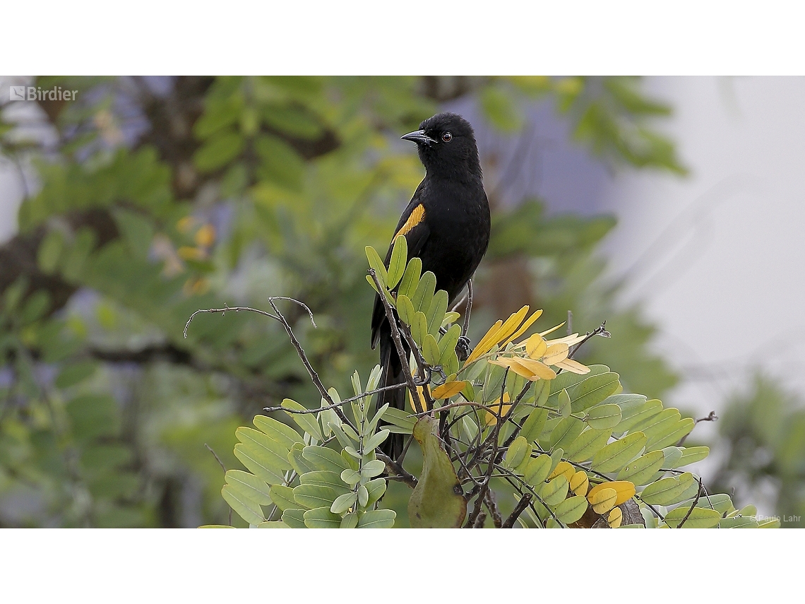 Icterus pyrrhopterus
