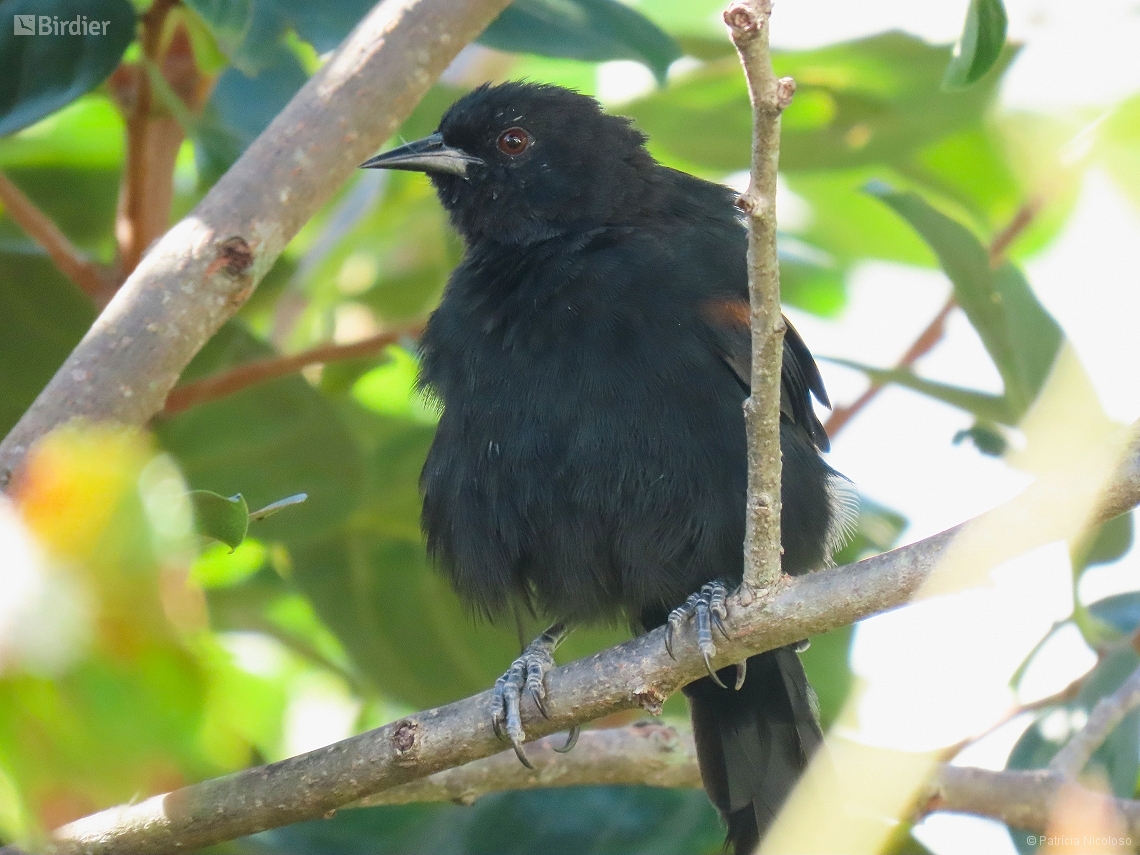 Icterus pyrrhopterus