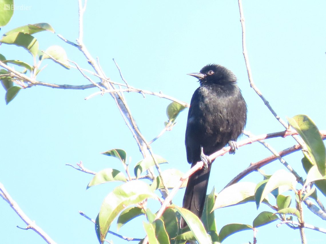 Icterus pyrrhopterus