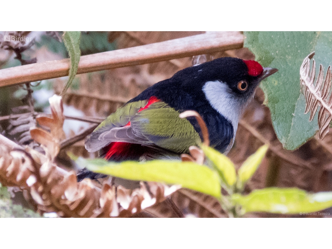 Ilicura militaris