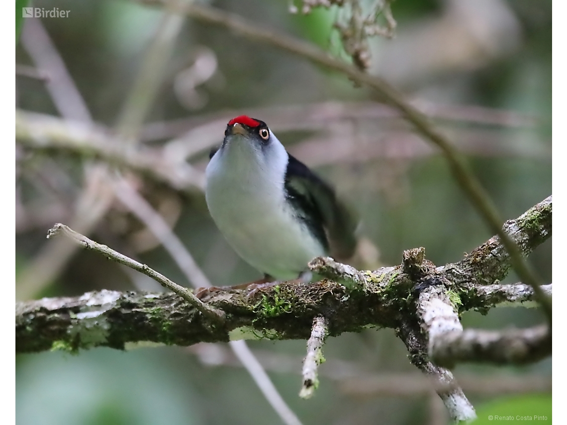 Ilicura militaris