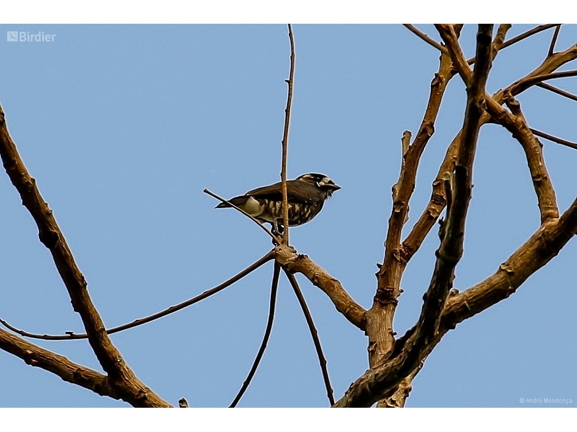 Iodopleura isabellae