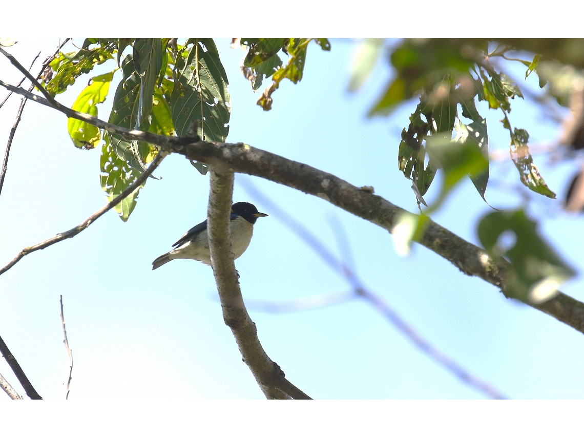 Iridophanes pulcherrimus