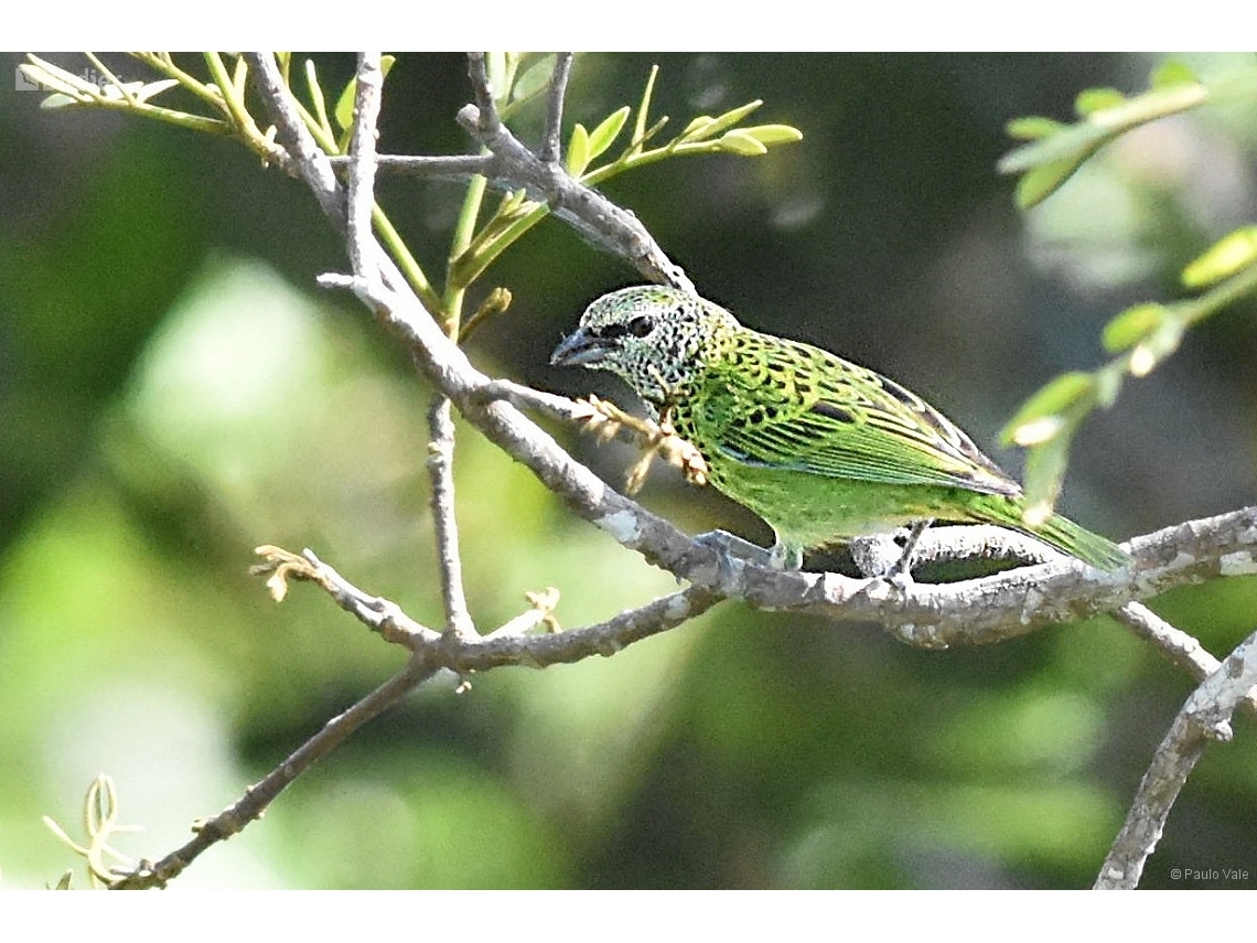 Ixothraupis punctata