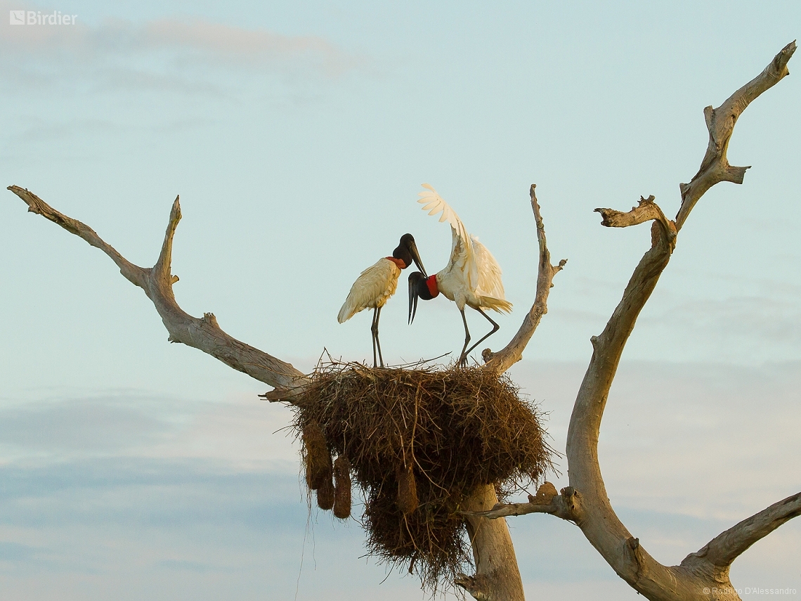 Jabiru mycteria