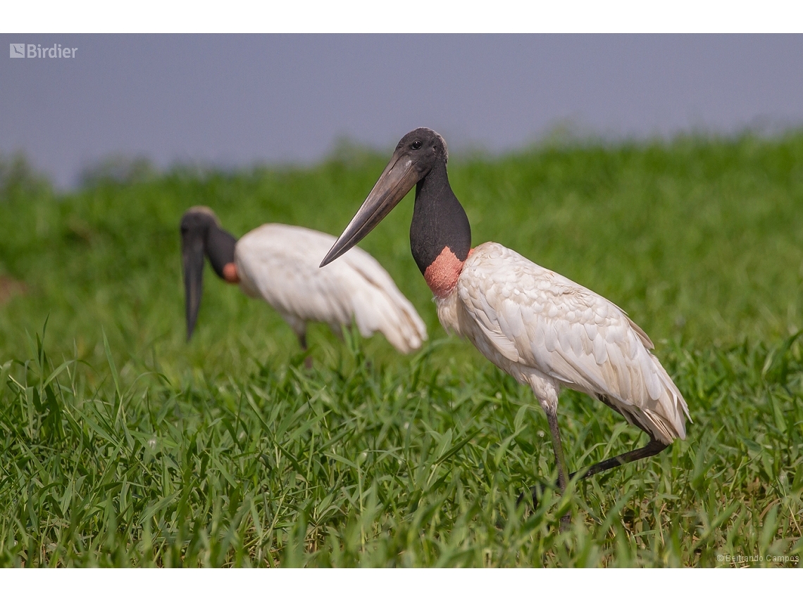 Jabiru mycteria