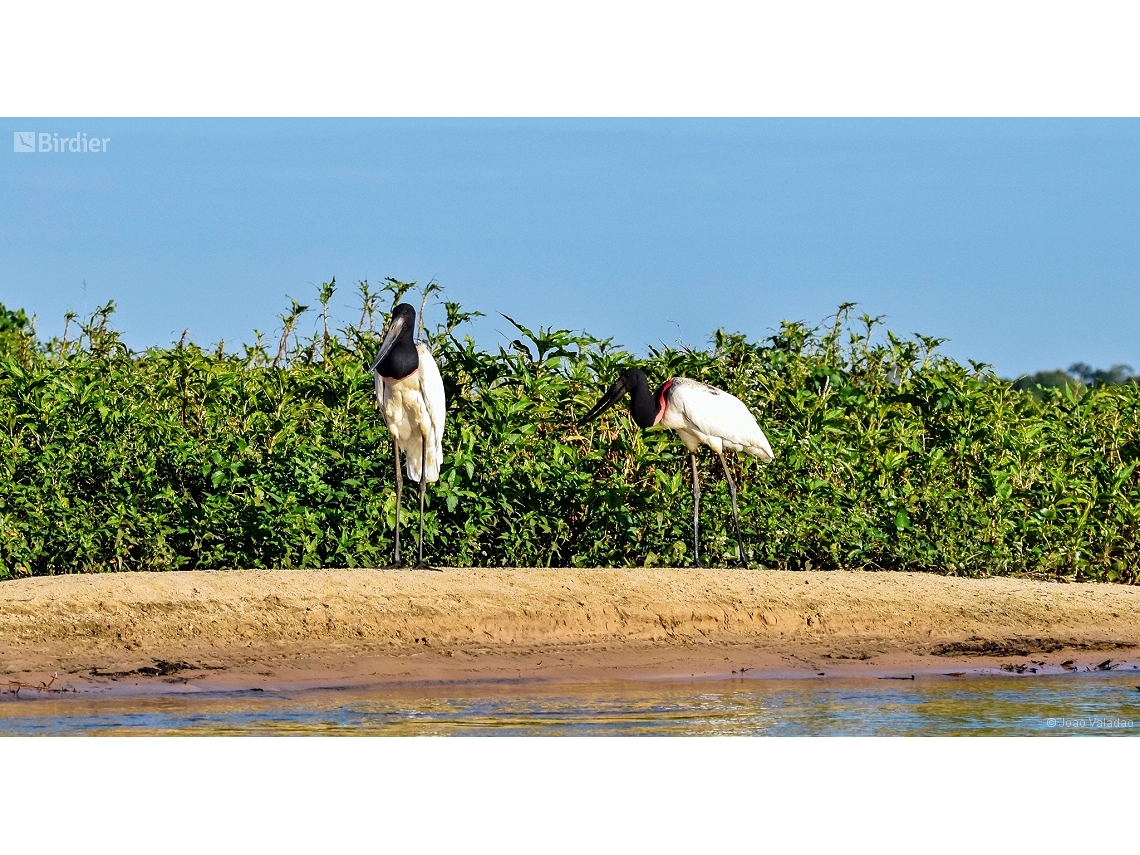 Jabiru mycteria