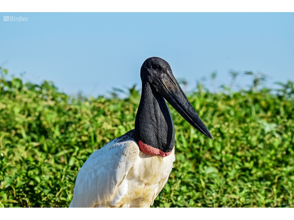 Jabiru mycteria