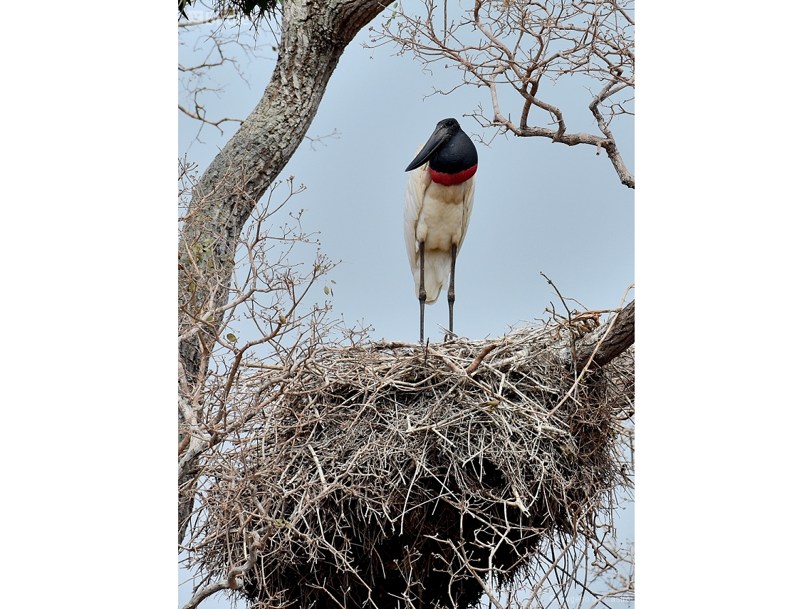 Jabiru mycteria