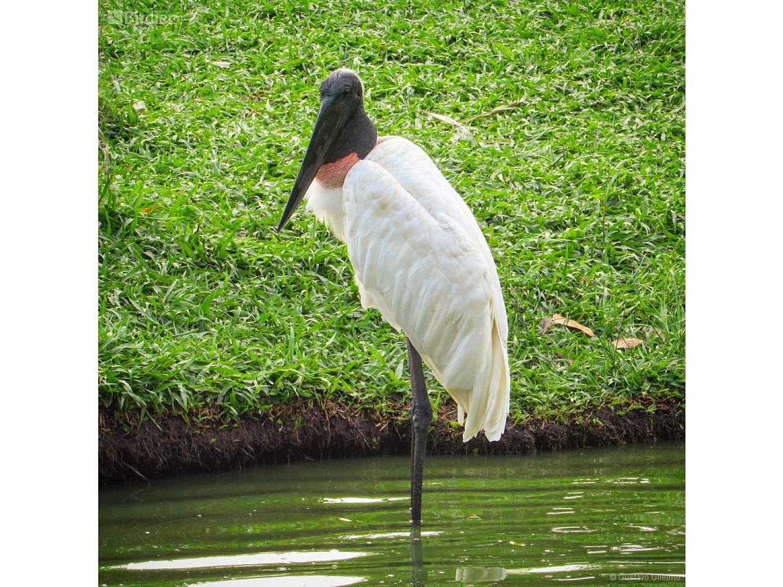 Jabiru mycteria