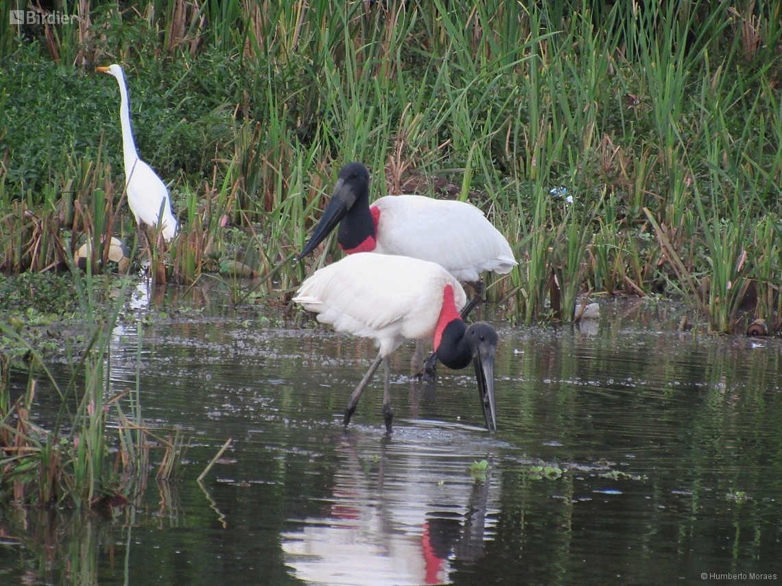 Jabiru mycteria