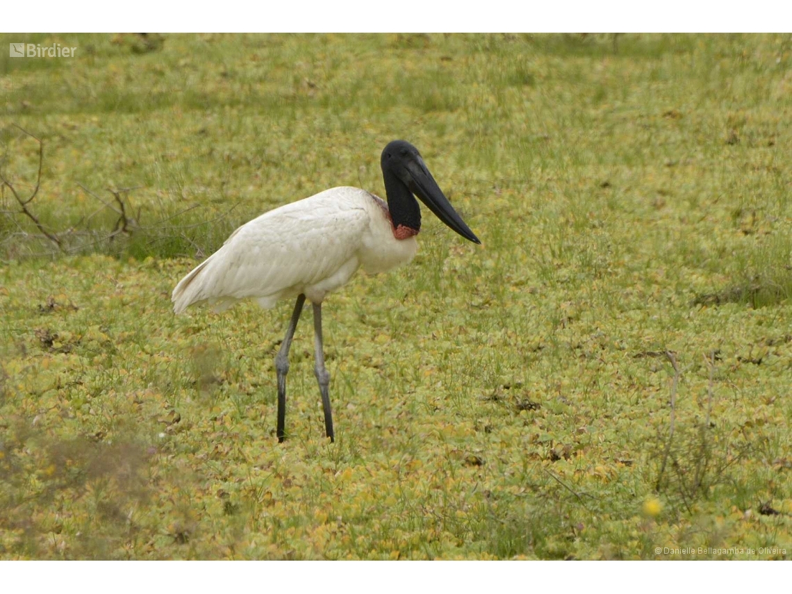 Jabiru mycteria