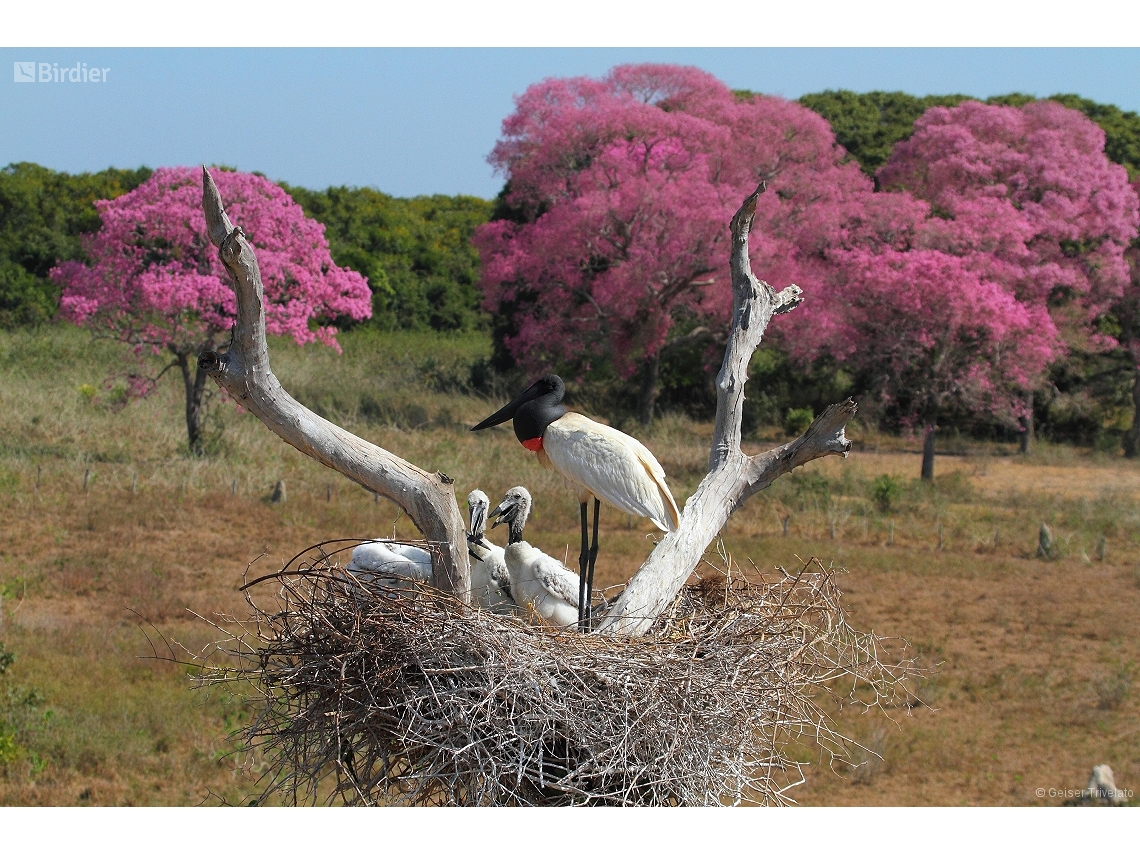 Jabiru mycteria