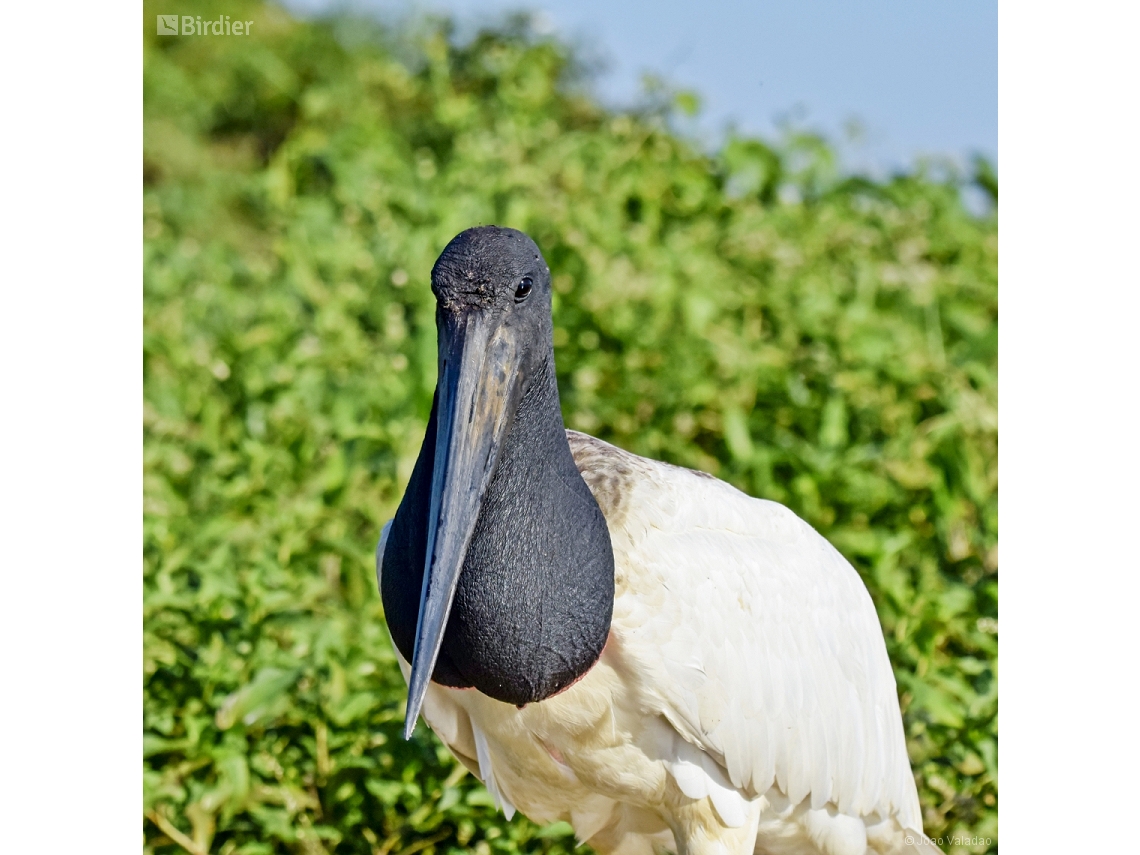 Jabiru mycteria