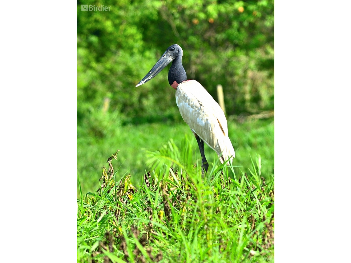 Jabiru mycteria