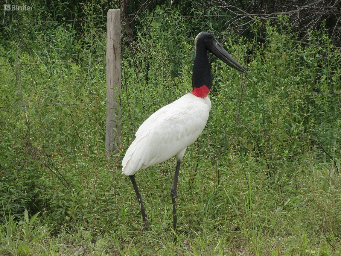 Jabiru mycteria