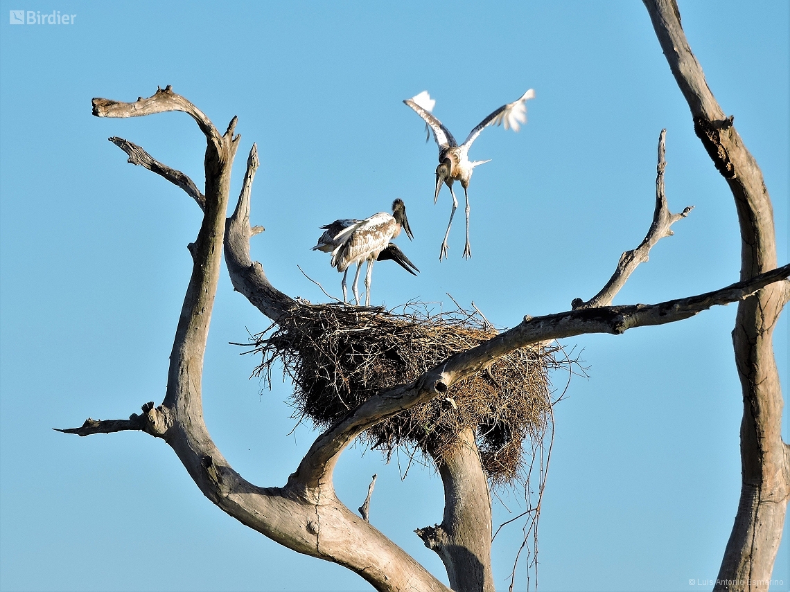 Jabiru mycteria