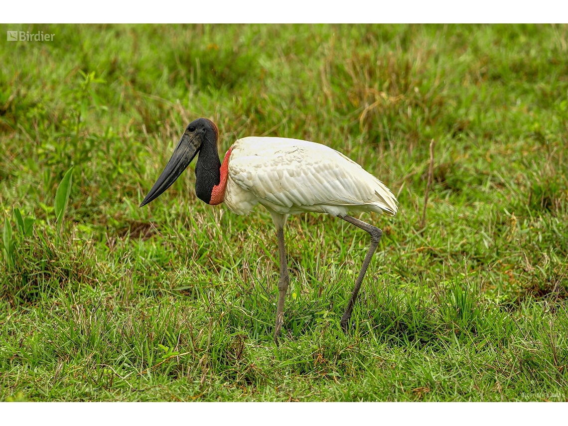 Jabiru mycteria