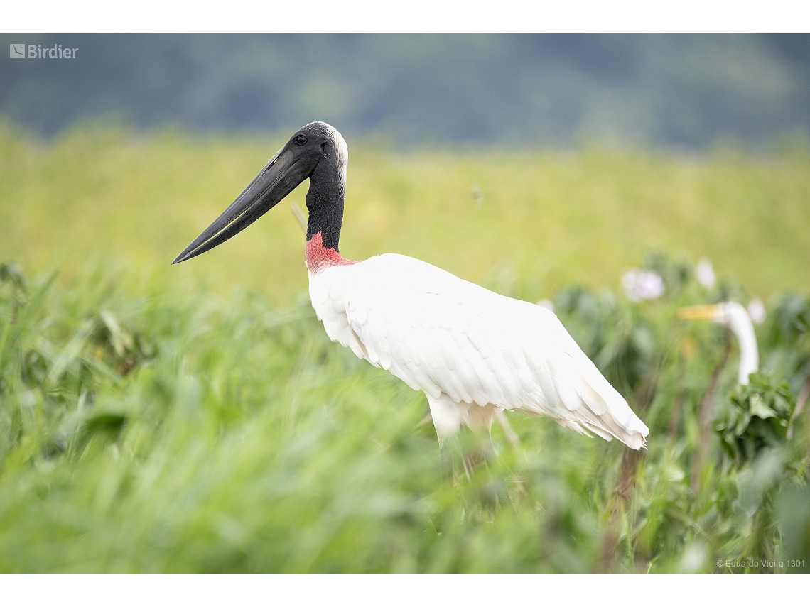 Jabiru mycteria