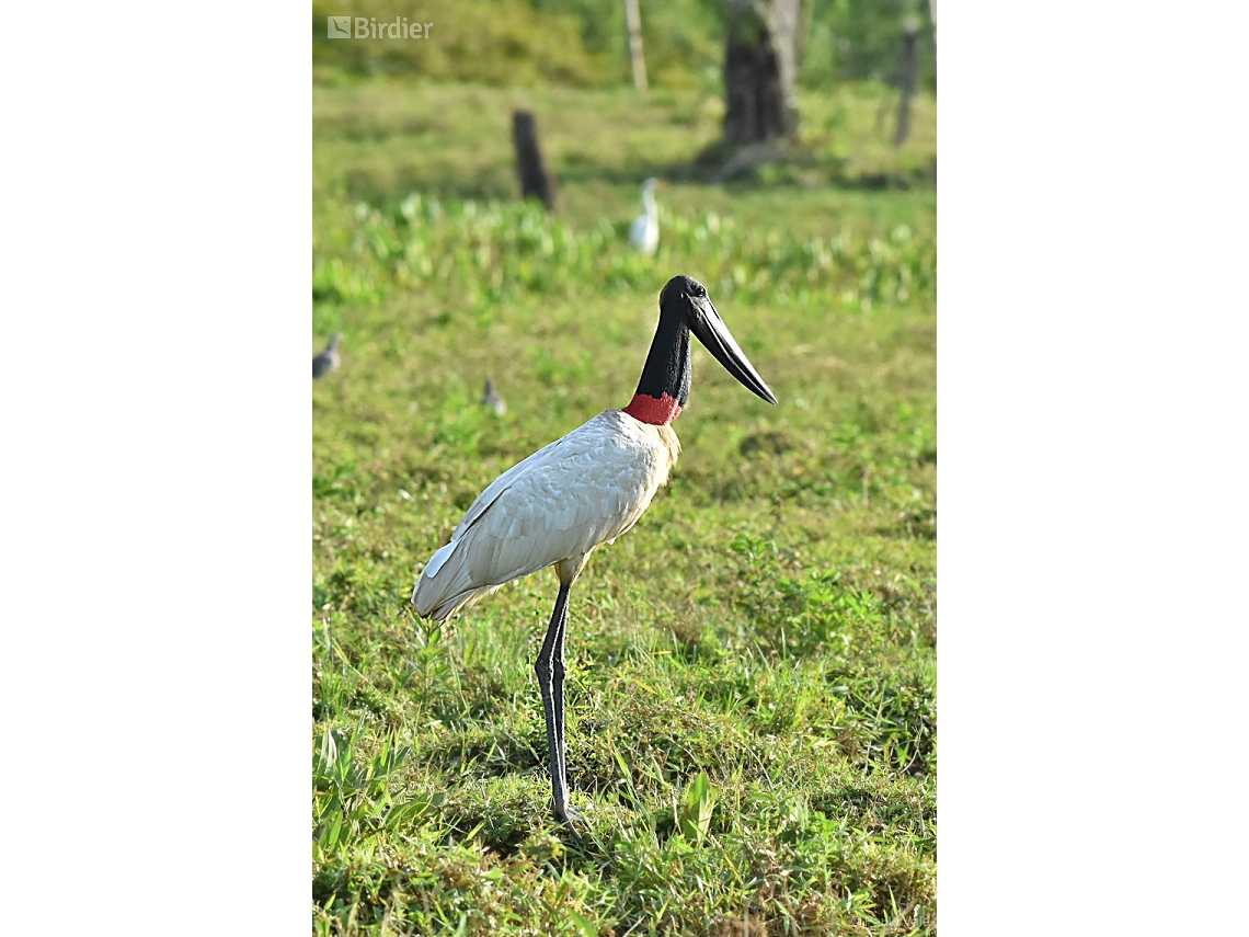 Jabiru mycteria